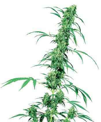 Fruity Juice > Sensi Seeds | Regular Marijuana   |  Hybrid